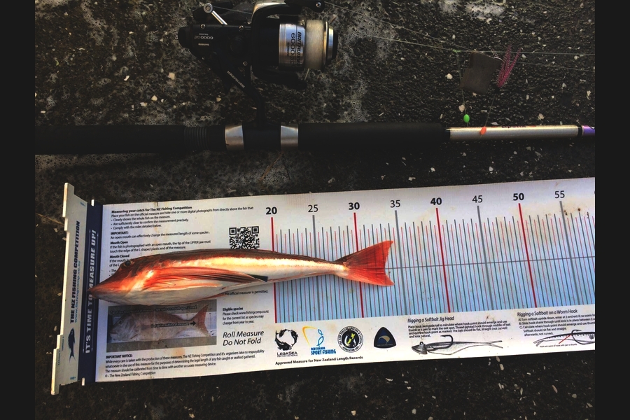 Samuel Georges caught this 33.0cm Gurnard at mana during The Export NZ Fishing Competition