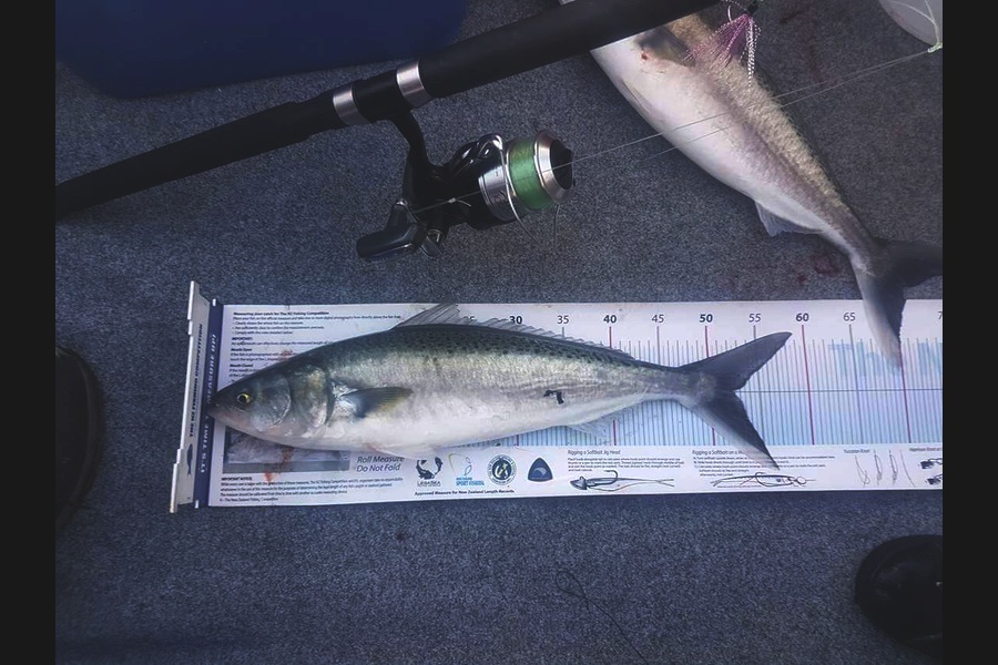 Stephanie  Fairweather  caught this 52.0cm Kahawai at Mana during The Export NZ Fishing Competition