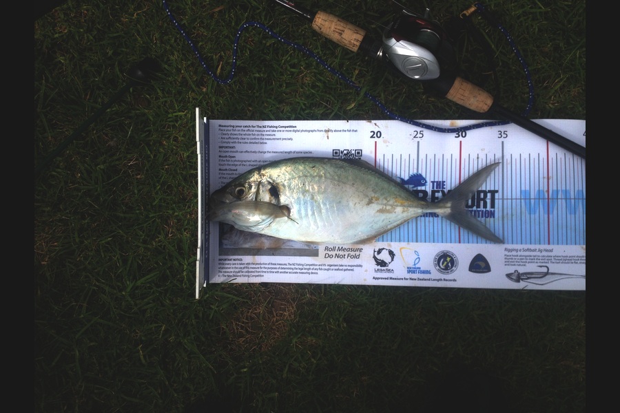 James Lever caught this 30.5cm Trevally at Port Taranaki during The Export NZ Fishing Competition