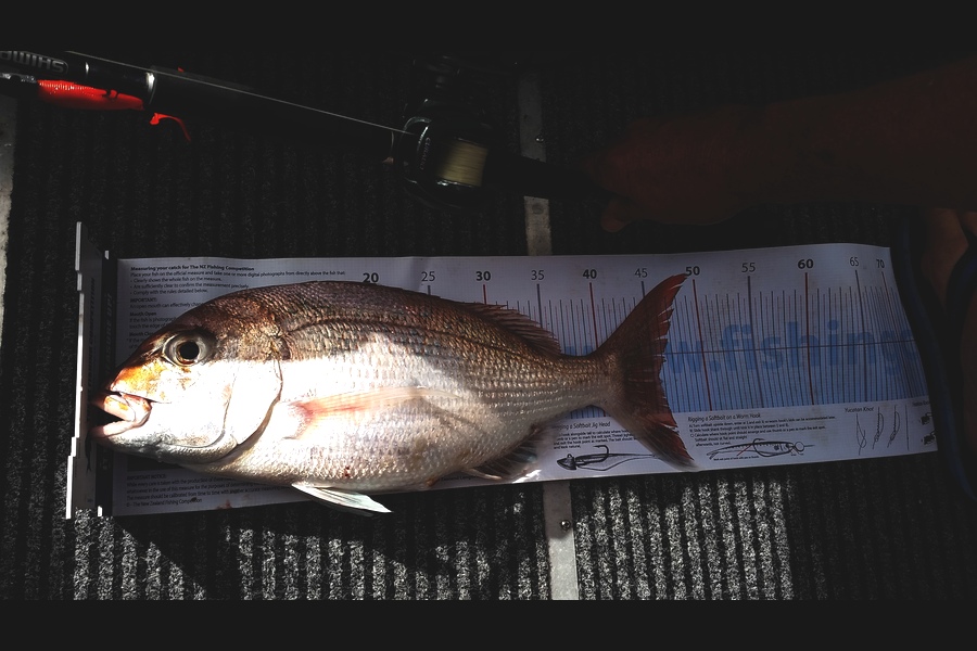 Ben Subritzky  caught this 45.5cm Snapper at Auckland Harbour during The Export NZ Fishing Competition