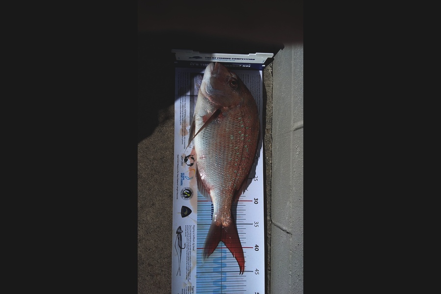 Mark Francis caught this 38.5cm Snapper at wellington during The Export NZ Fishing Competition