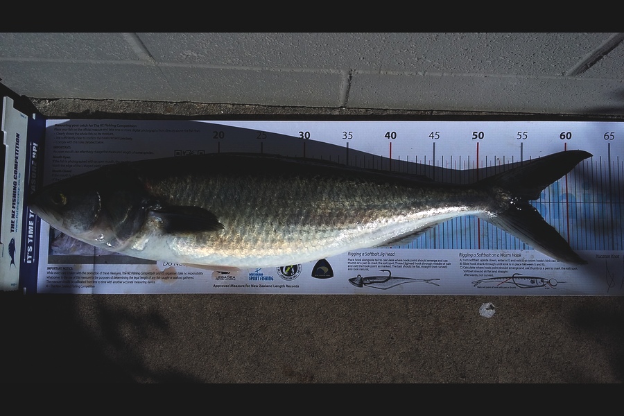 Mark Francis caught this 55.5cm Kahawai at Pukerua bay during The Export NZ Fishing Competition