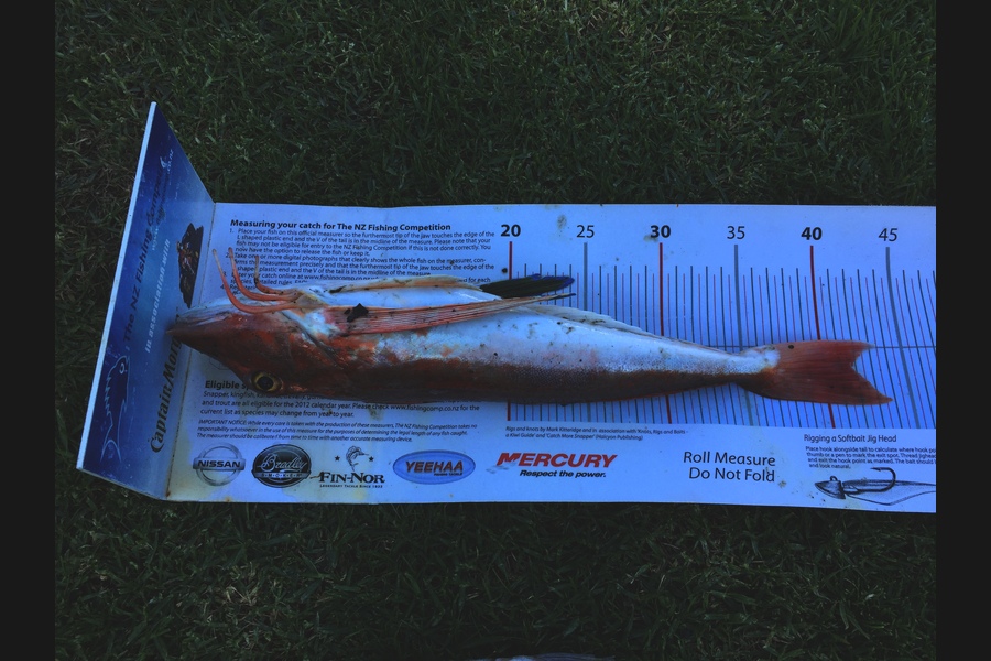 Mike Foothead caught this 41.5cm Gurnard at Kapiti  during The Export NZ Fishing Competition