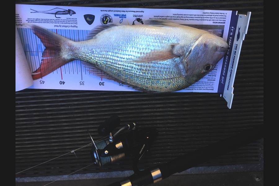 Ryan Mitchell caught this 43.0cm Snapper at Tasman bay during The Export NZ Fishing Competition
