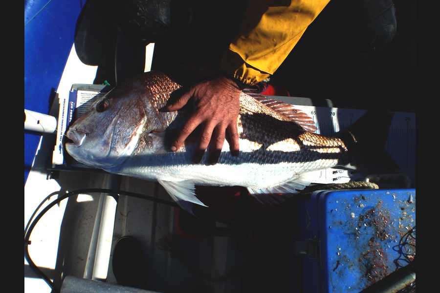 Mick Preston caught this 84.0cm Snapper at Mokau during The Export NZ Fishing Competition