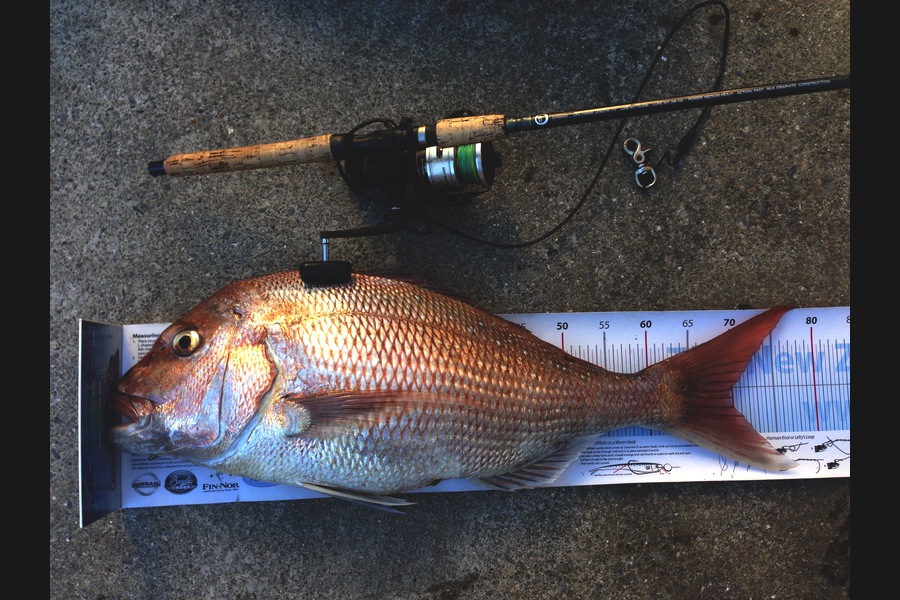 Anthony Murray caught this 69.5cm Snapper at Welly West during The Export NZ Fishing Competition