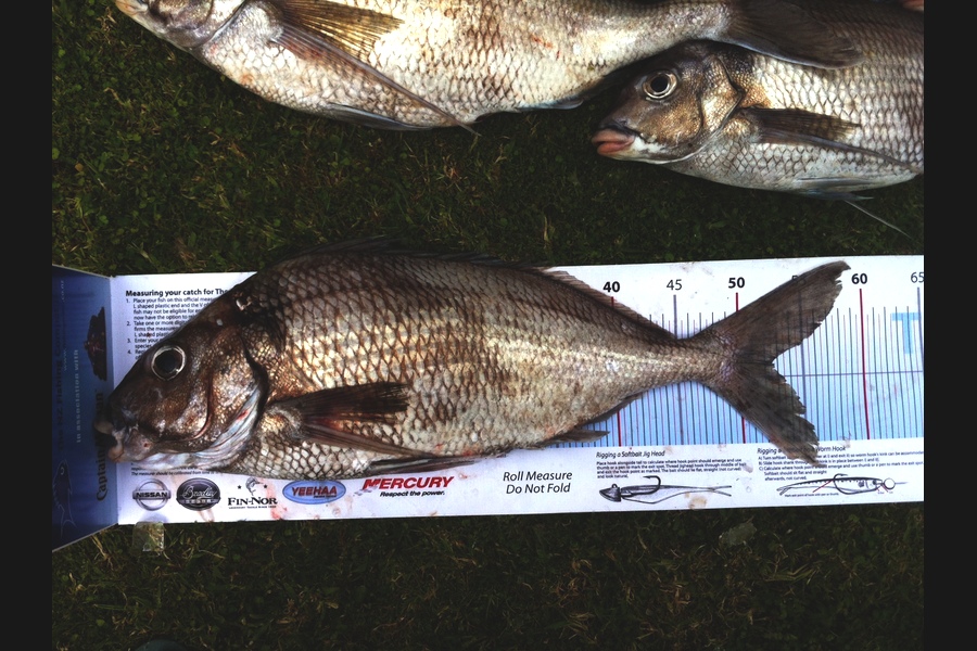 Hayden Walker caught this 53.0cm Tarakihi at Westcoast wellies during The Export NZ Fishing Competition