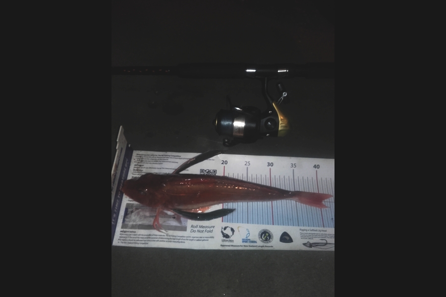 Clayton Hancock caught this 40.0cm Gurnard at Himatangi Beach during The Export NZ Fishing Competition