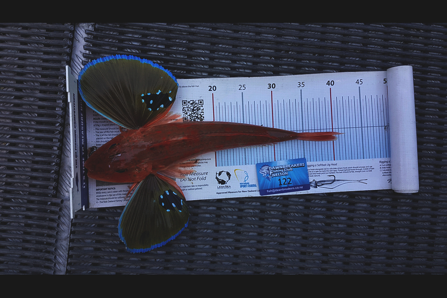 Bevan Middlebrook caught this 39.5cm Gurnard at Durville Is during The Export NZ Fishing Competition