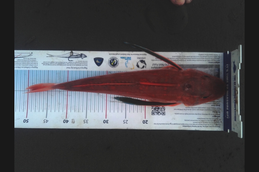 Clayton Hancock caught this 49cm Gurnard at Himatangi Beach during The Export NZ Fishing Competition