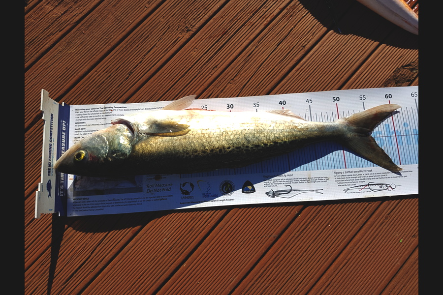 Scott Campbell caught this 54.5cm Kahawai at Wellington harbour during The Export NZ Fishing Competition