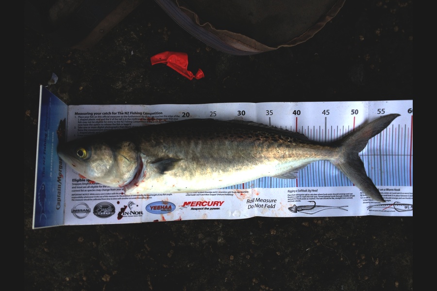 Barry Williams caught this 51.0cm Kahawai at Manukau during The Export NZ Fishing Competition