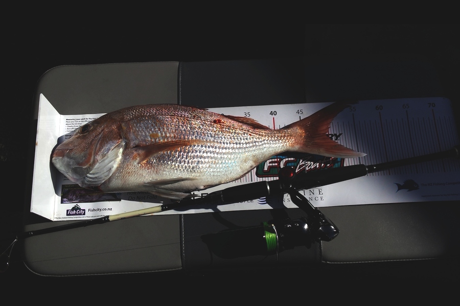 Gerry Bakker caught this 49.5cm Snapper at Waikawau during The Export NZ Fishing Competition
