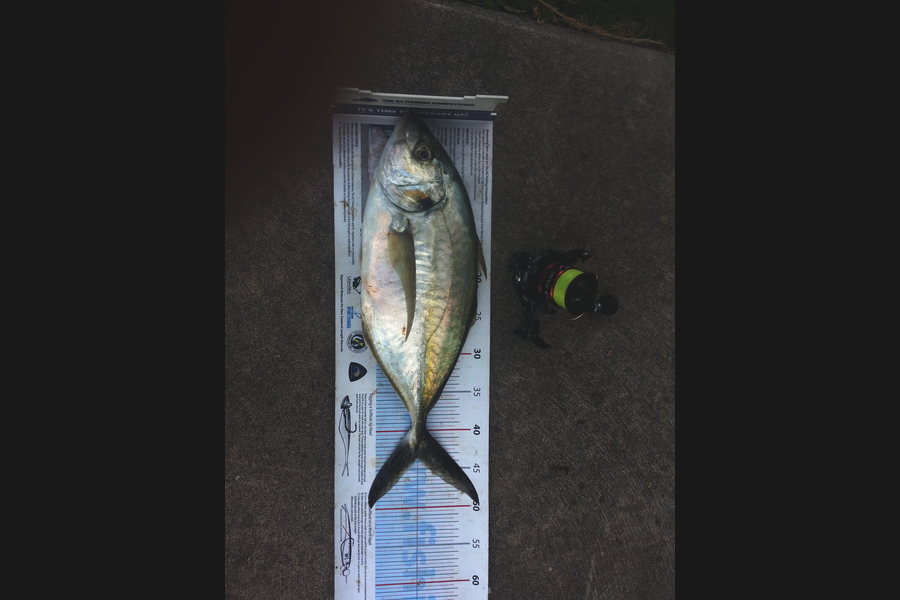 Michael Brown caught this 43.5cm Trevally at BOP during The Export NZ Fishing Competition