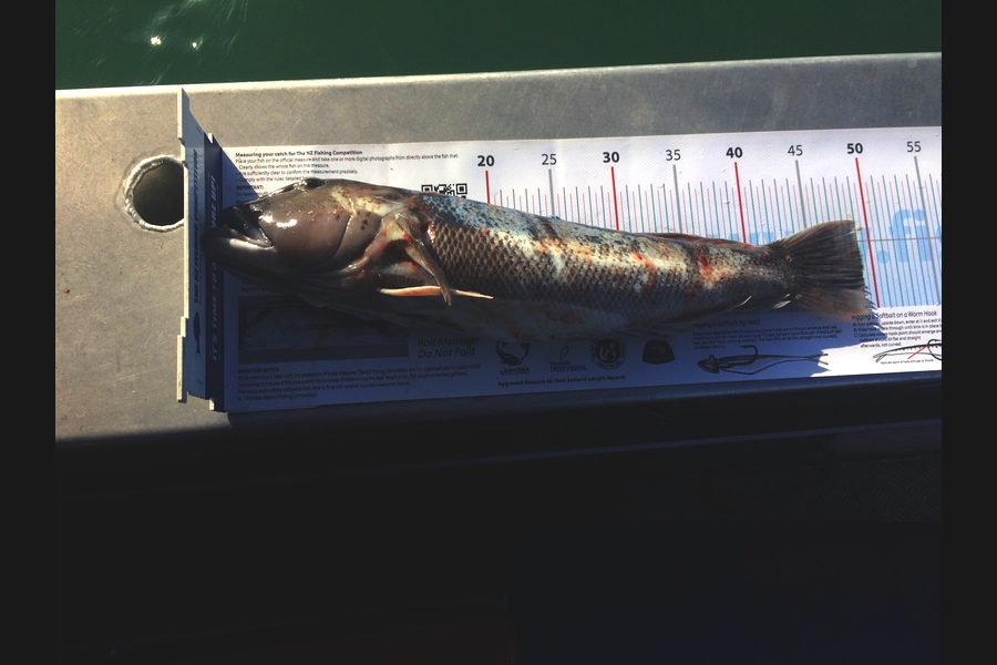 Marcus Humm caught this 49.0cm Blue Cod at Oamaru during The Export NZ Fishing Competition