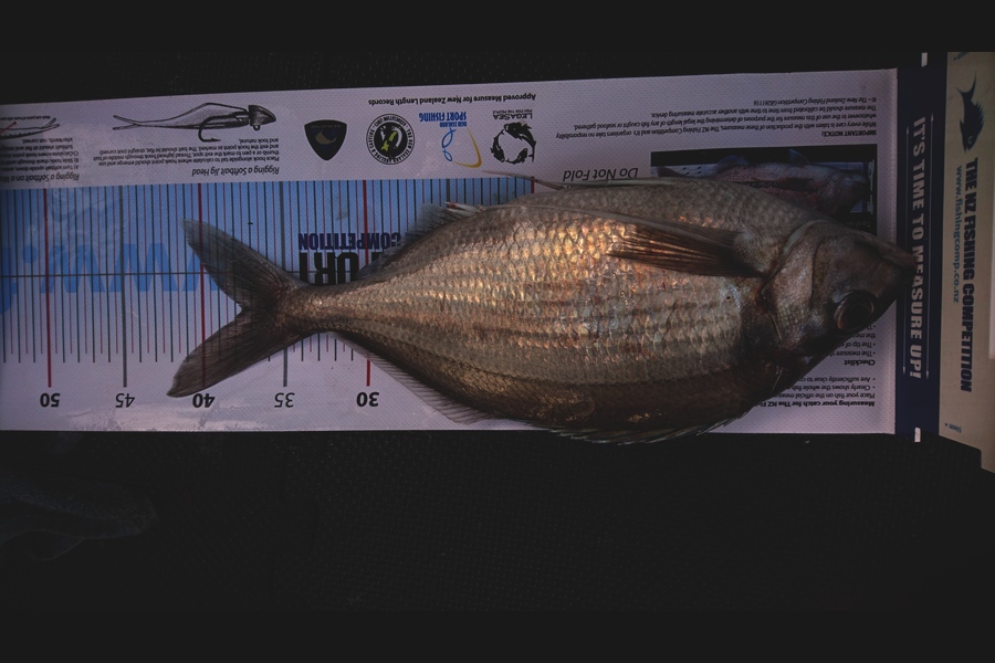 Carl McCoy caught this 37.5cm Tarakihi at Fitzroy Bay during The Export NZ Fishing Competition