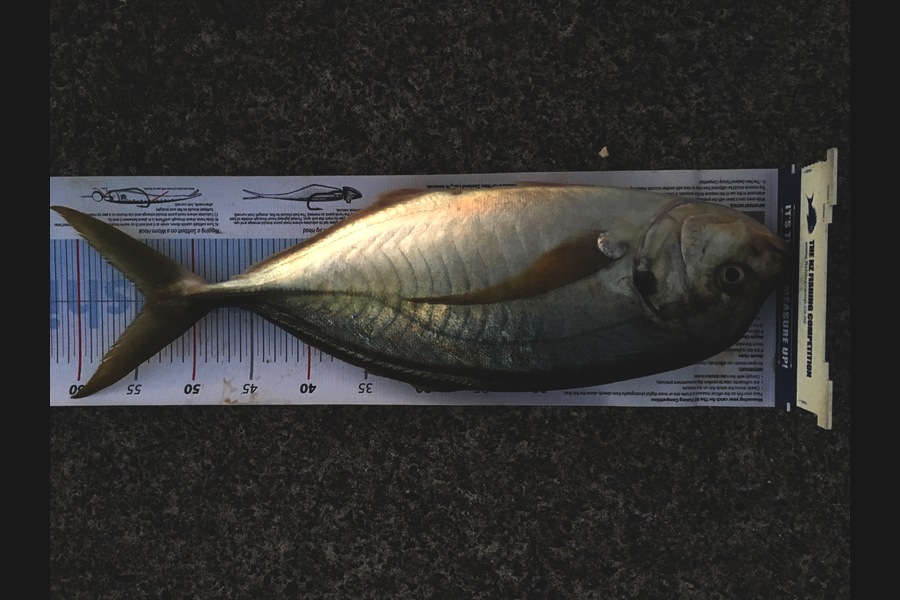 Tony Wilson caught this 54.0cm Trevally at Schooner Rocks during The Export NZ Fishing Competition