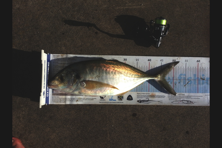 Michael Brown caught this 46.5cm Trevally at BOP during The Export NZ Fishing Competition