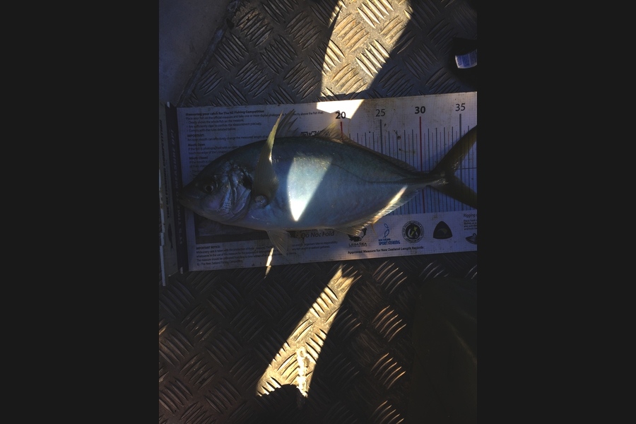 Sarah Hawkes caught this 34.0cm Trevally at Whangarei  during The Export NZ Fishing Competition