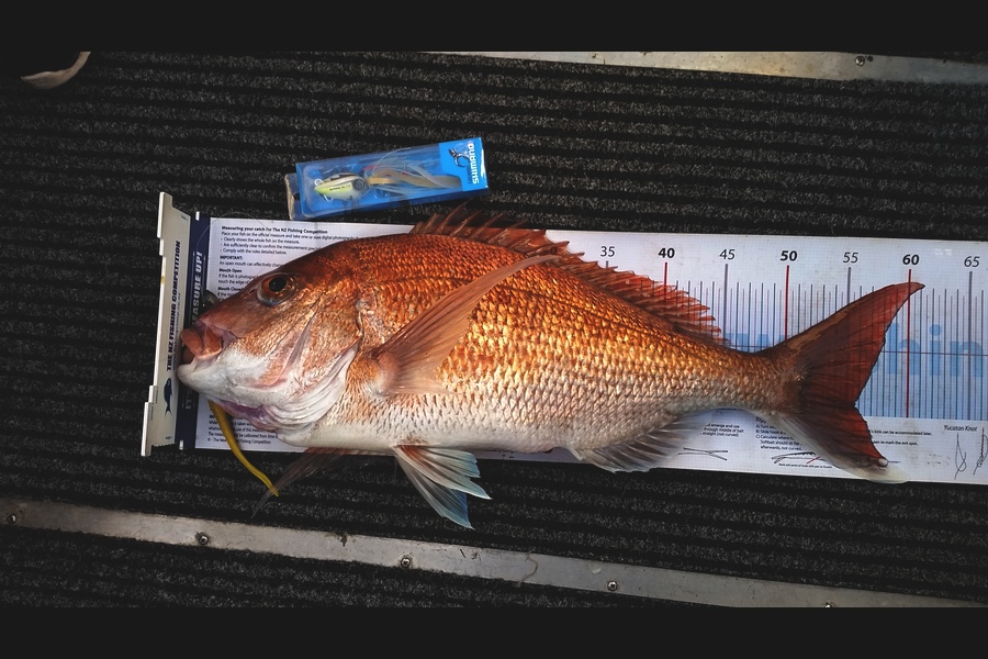 Ben Subritzky  caught this 55.5cm Snapper at Hauraki Gulf during The Export NZ Fishing Competition