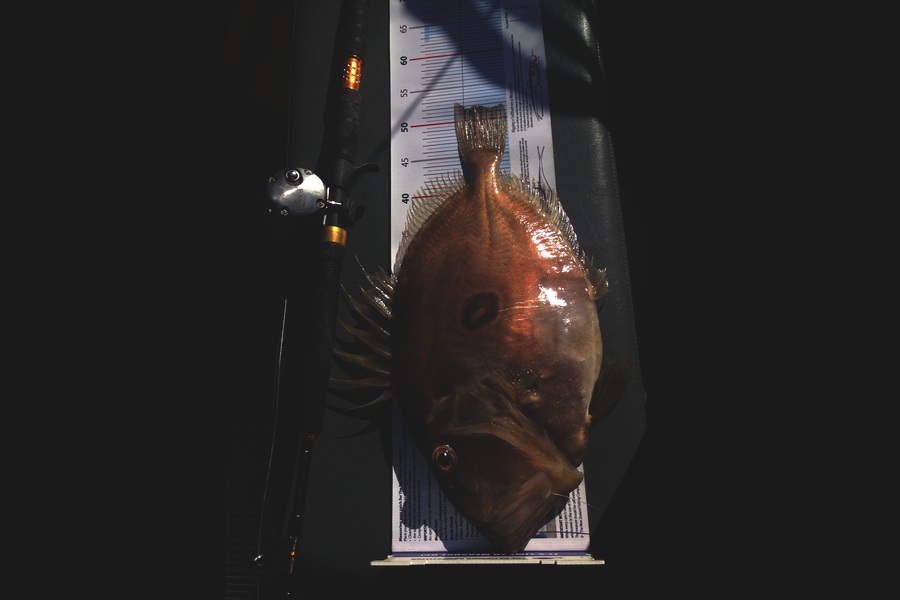 Michael Ngan caught this 51.5cm John Dory at Motuora during The Export NZ Fishing Competition