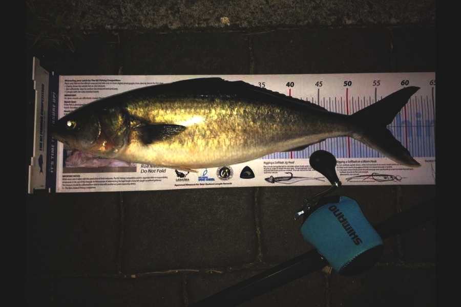 Mark Harvey caught this 56.5cm Kahawai at Mokihinau islands during The Export NZ Fishing Competition
