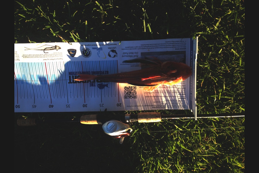 James Lever caught this 30.0cm Gurnard at Welly West during The Export NZ Fishing Competition