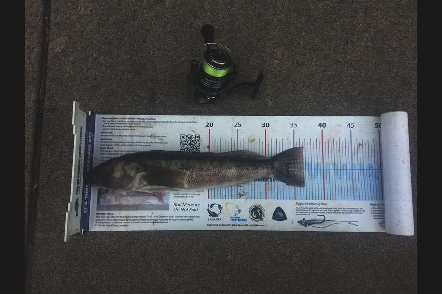Michael Brown caught this 36.5cm Blue Cod at Bop during The Export NZ Fishing Competition