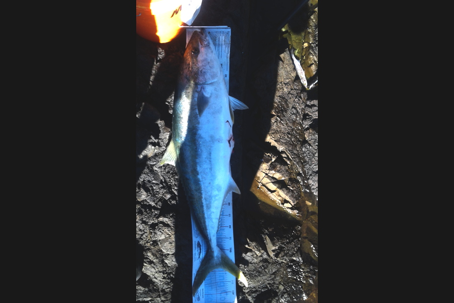 Steven Jameson caught this 108.5cm Kingfish at Coromandel during The Export NZ Fishing Competition