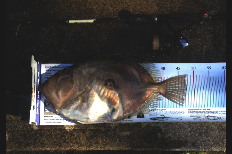 Alec  Saunders caught this 47.5cm John Dory at Waiheke Bottom End during The Export NZ Fishing Competition