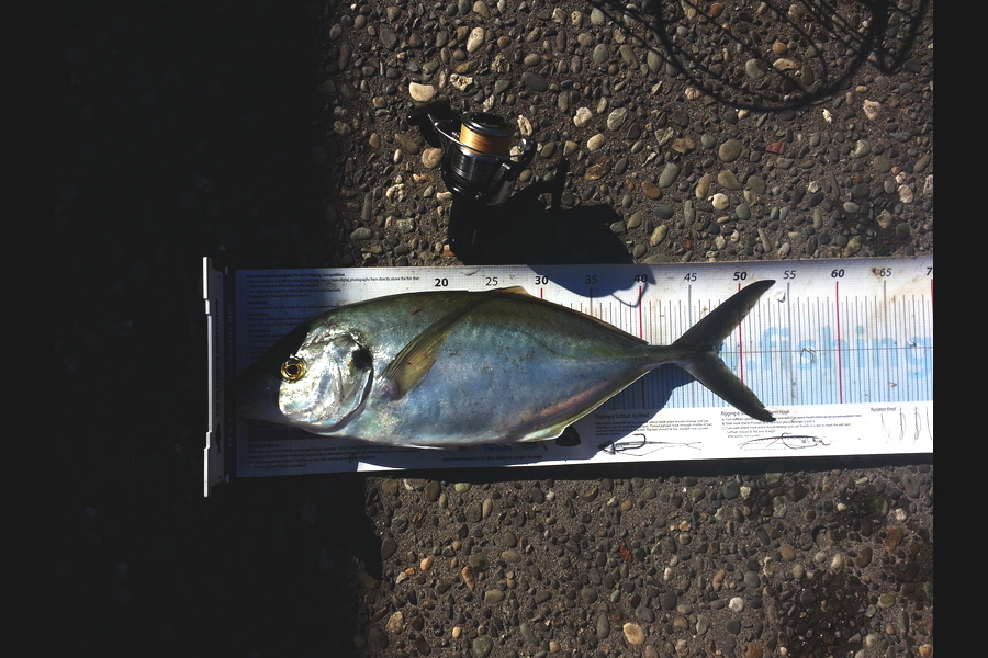 Michael Brown caught this 47.5cm Trevally at Bop during The Export NZ Fishing Competition