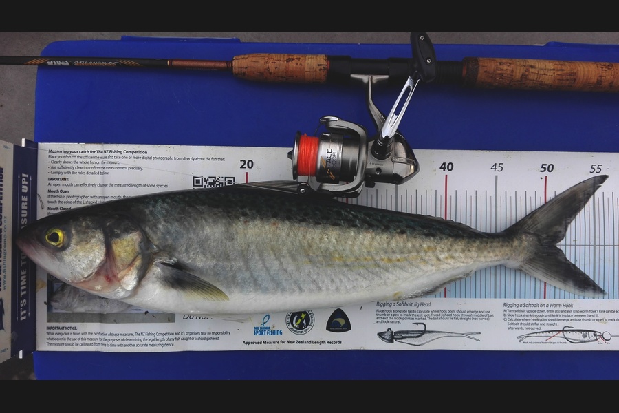 Mathew Goodall caught this 50.5cm Kahawai at Manukau during The Export NZ Fishing Competition
