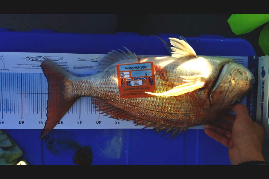 Kim Gorden caught this 53.0cm Snapper at Waiheke island during The Export NZ Fishing Competition