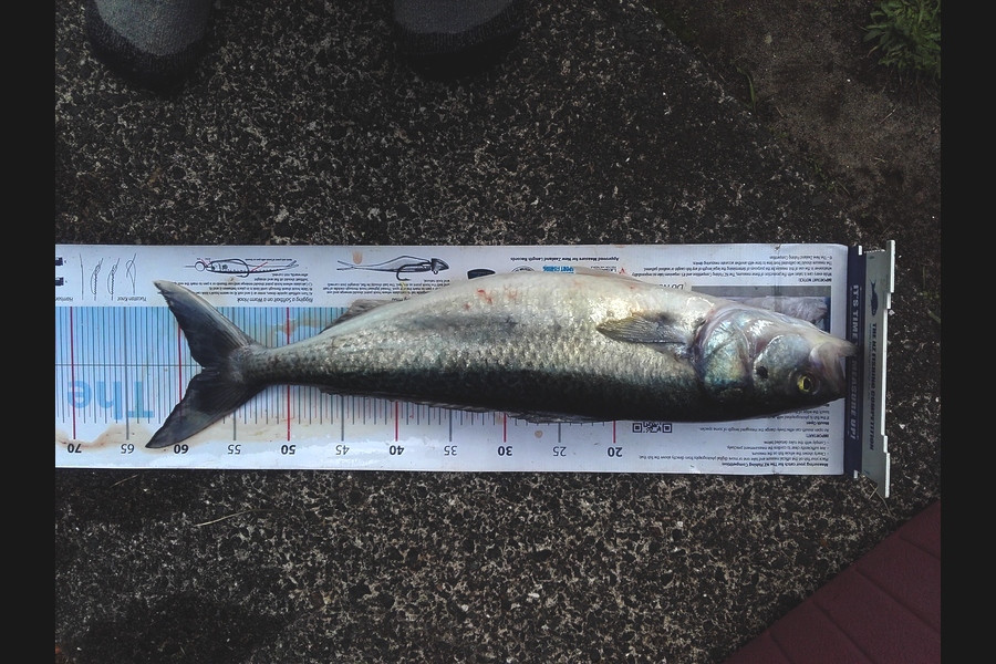 Steven Day caught this 57.5cm Kahawai at whangarei during The Export NZ Fishing Competition