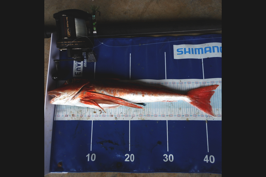Renee Doig caught this 41.0cm Gurnard at Raglan during The Export NZ Fishing Competition