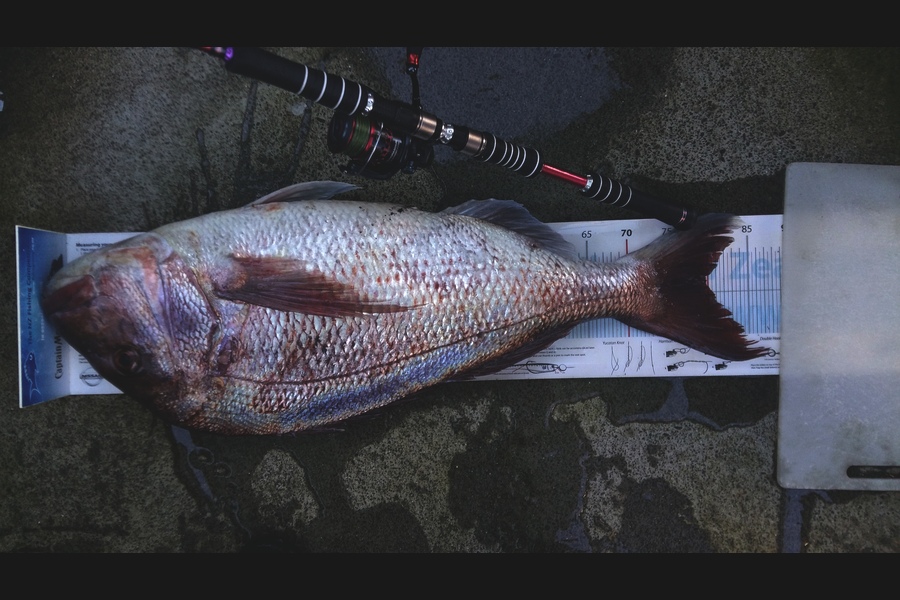Graeme Mckay caught this 79.5cm Snapper at Gisborne during The Export NZ Fishing Competition