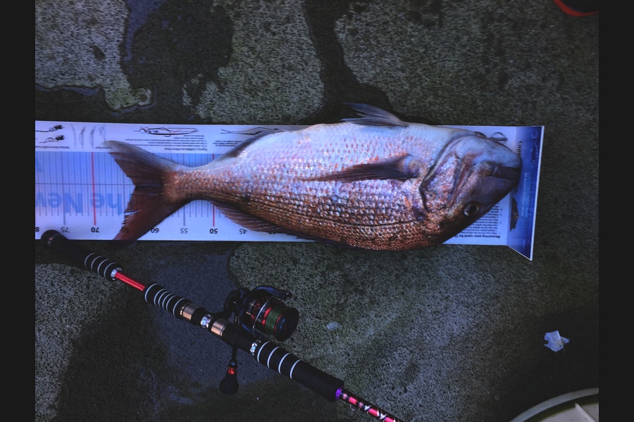 Doug Gray caught this 63.0cm Snapper at Gisborne  during The Export NZ Fishing Competition