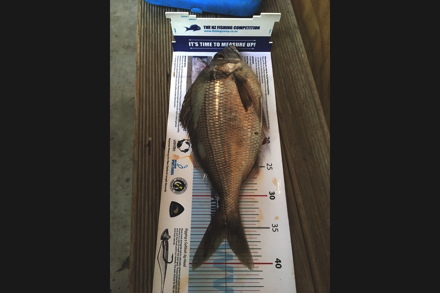 RAY MARKHAM caught this 36.0cm Tarakihi at Taranaki  during The Export NZ Fishing Competition