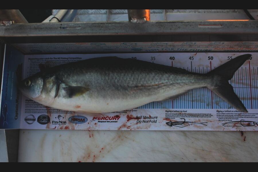 Peter Connolly caught this 54.0cm Kahawai at Duvillie Island during The Export NZ Fishing Competition