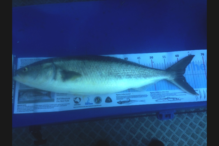 Lee Drummond caught this 61.0cm Kahawai at Cape Egmont during The Export NZ Fishing Competition