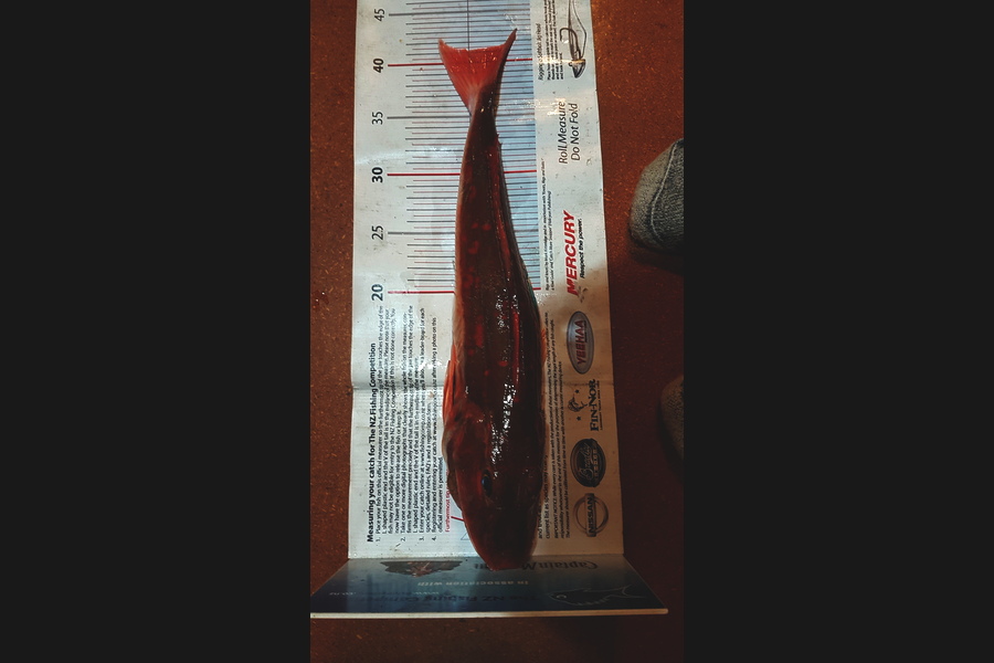 Wayne Adkins caught this 41.0cm Gurnard at kaipara harbour during The Export NZ Fishing Competition
