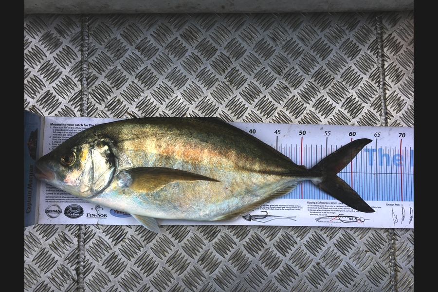 Mason Durry caught this 56.5cm Trevally at D'urville Island during The Export NZ Fishing Competition