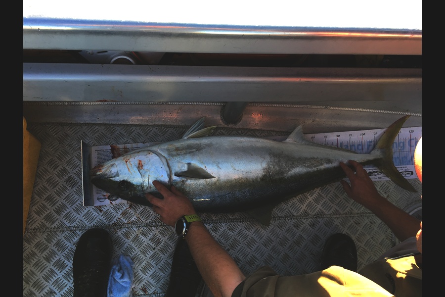 Mason Durry caught this 112.5cm Kingfish at D'urville Island during The Export NZ Fishing Competition