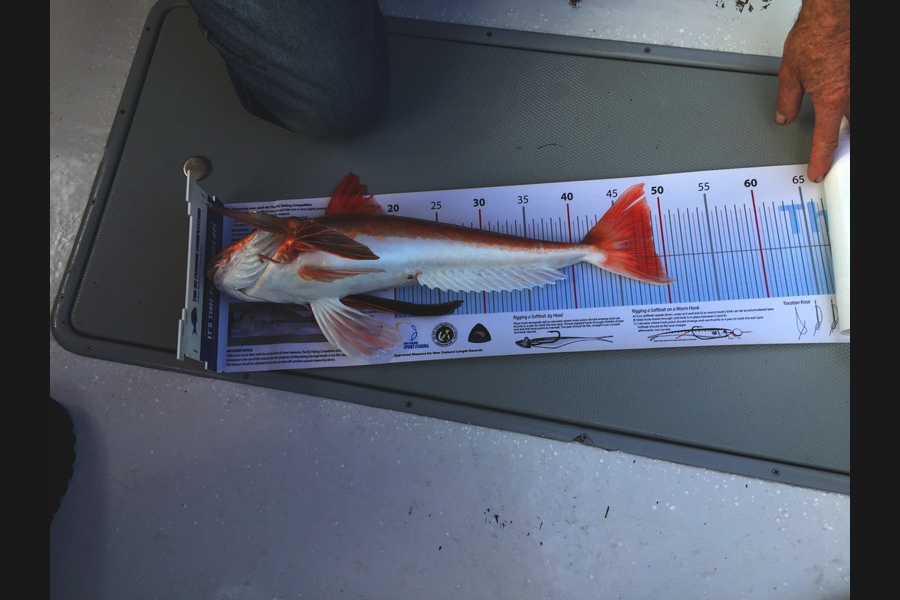 Mike Foothead caught this 49.0cm Gurnard at Kapiti  during The Export NZ Fishing Competition