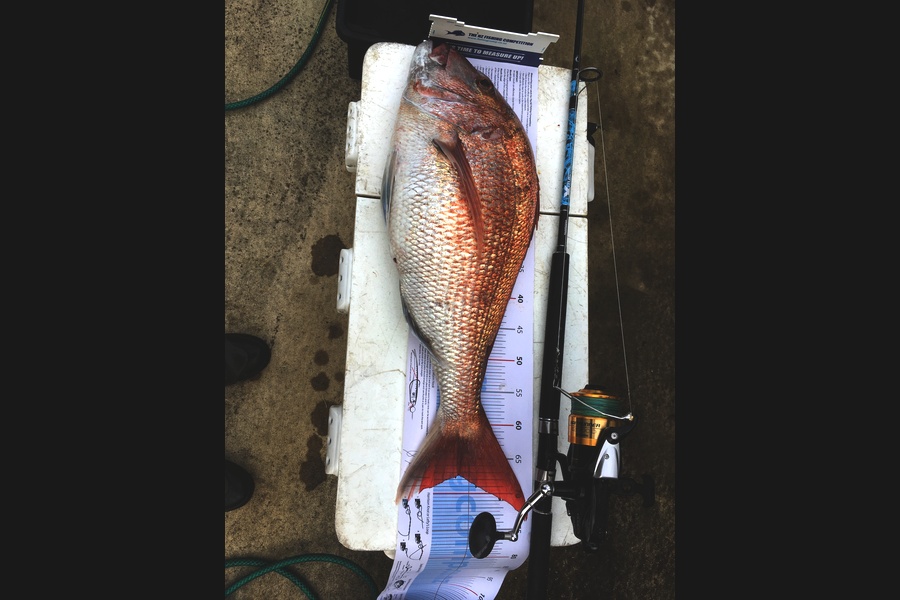 RAY MARKHAM caught this 67.0cm Snapper at Bell block during The Export NZ Fishing Competition