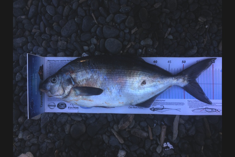 Anthony Murray caught this 54.0cm Blue Moki at Welly West during The Export NZ Fishing Competition
