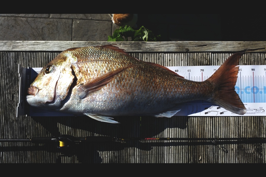Bob Beardsmore caught this 82.5cm Snapper at Bream Bay during The Export NZ Fishing Competition
