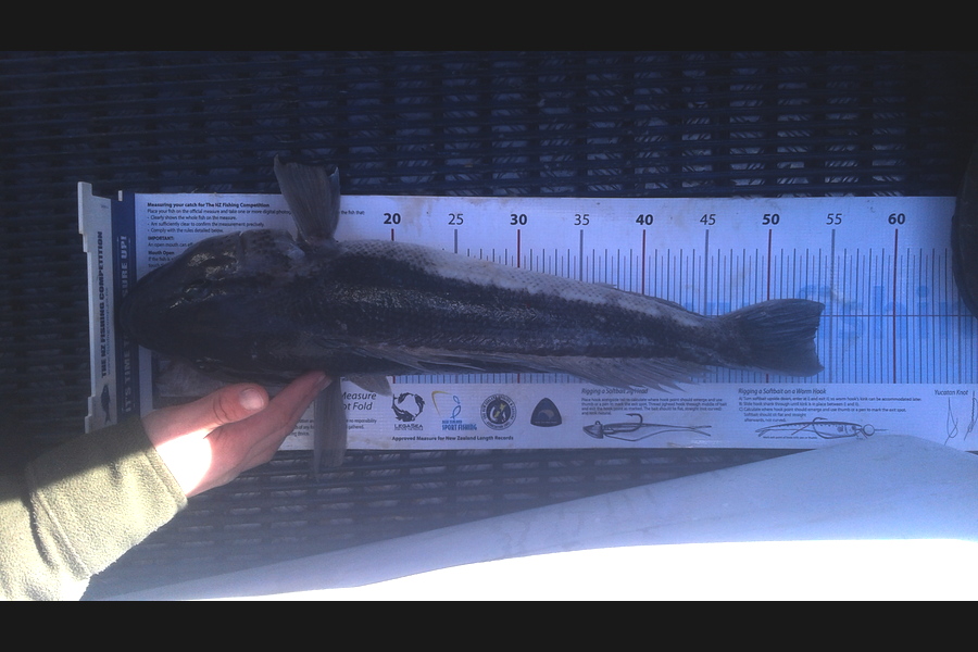 Michael  Topp  caught this 53.5cm Blue Cod at Durville island during The Export NZ Fishing Competition