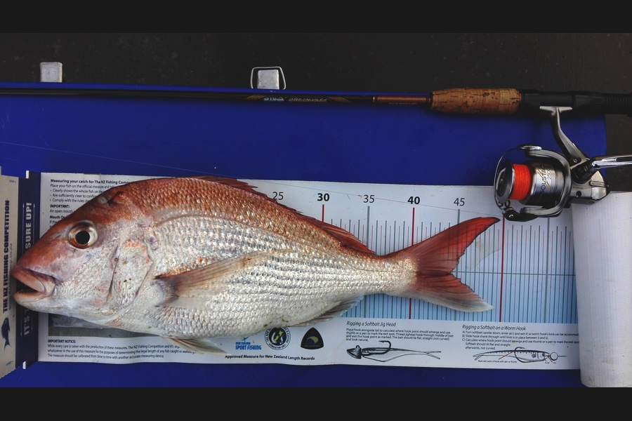 Mathew Goodall caught this 44.0cm Snapper at Firth of Thames during The Export NZ Fishing Competition