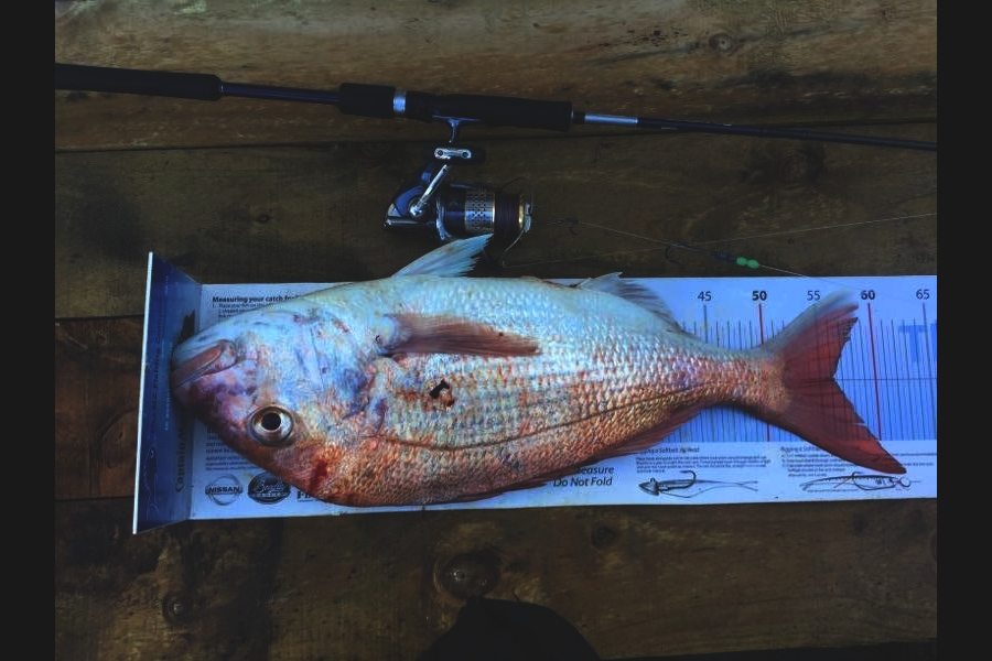 Brad Small caught this 56.0cm Snapper at Hauraki  during The Export NZ Fishing Competition